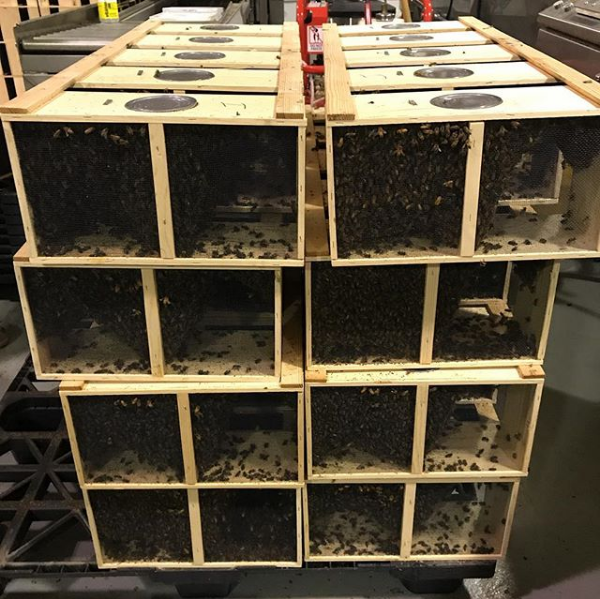 Make Your Own Mead Kit  THE HIVE: CHICAGO'S BEEKEEPING SUPPLY STORE